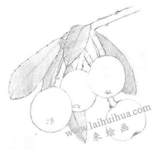 枇杷果的素描鋪大色畫法步驟01