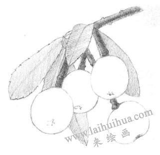 枇杷果的素描鋪大色畫法步驟02