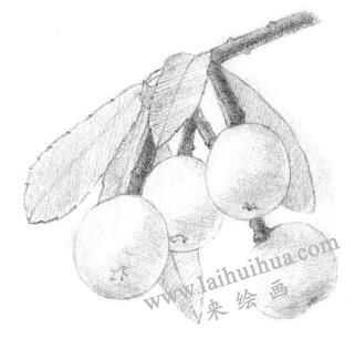 枇杷果的素描鋪大色畫法步驟03