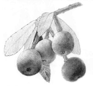 枇杷果的素描逐個(gè)細(xì)化畫法步驟03