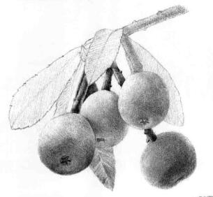 枇杷果的素描逐個(gè)細(xì)化畫法步驟04