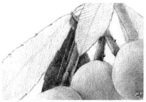 枇杷果的素描逐個(gè)細(xì)化畫法步驟05