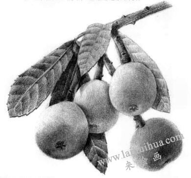 枇杷果的素描逐個(gè)細(xì)化畫法步驟08