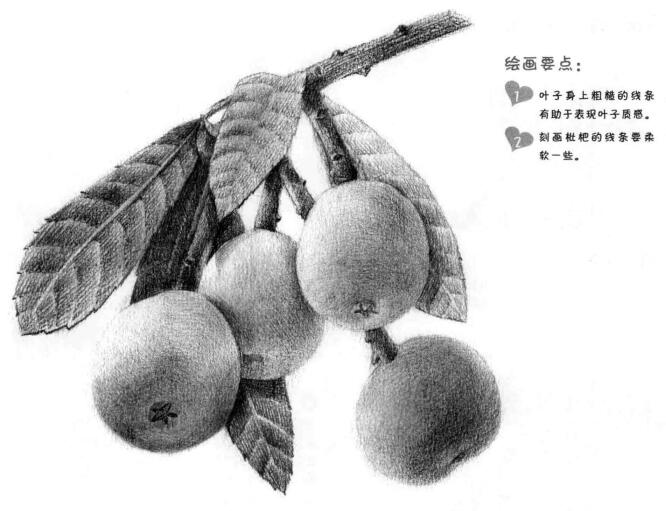 枇杷果的素描畫法