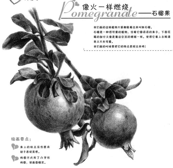 石榴果的素描畫法