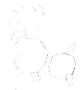 石榴果的素描畫線稿畫法步驟01