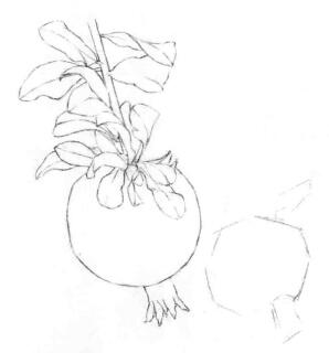 石榴果的素描畫線稿畫法步驟02