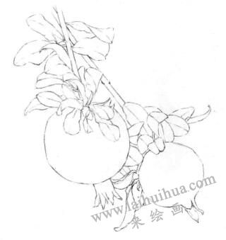 石榴果的素描畫線稿畫法步驟03