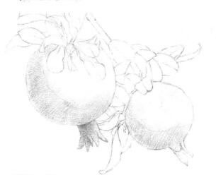 石榴果的素描鋪大色畫法步驟01