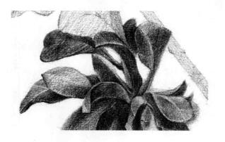 石榴果的素描鋪大色畫法步驟06