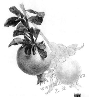 石榴果的素描鋪大色畫法步驟08