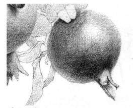 石榴果的素描鋪大色畫法步驟09