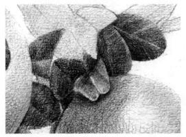石榴果的素描鋪大色畫法步驟11