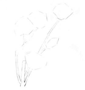 玉蘭花素描畫線稿畫法步驟01