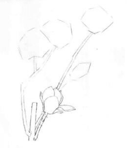 玉蘭花素描畫線稿畫法步驟02