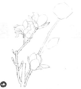 玉蘭花素描畫線稿畫法步驟03