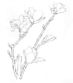 玉蘭花素描畫線稿畫法步驟04