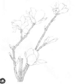 玉蘭花素描逐個(gè)細(xì)化畫法步驟01