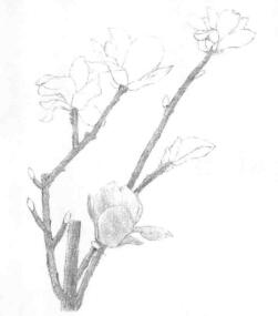 玉蘭花素描逐個(gè)細(xì)化畫法步驟02