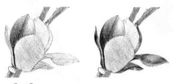 玉蘭花素描逐個(gè)細(xì)化畫法步驟03