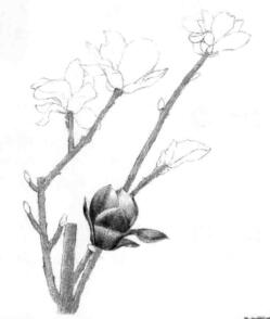 玉蘭花素描逐個(gè)細(xì)化畫法步驟04