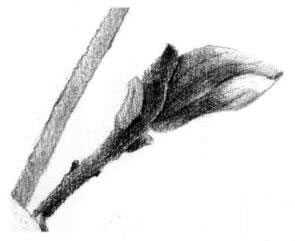 玉蘭花素描逐個(gè)細(xì)化畫法步驟06