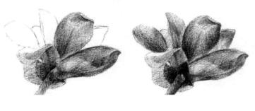 玉蘭花素描逐個(gè)細(xì)化畫法步驟07