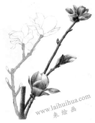 玉蘭花素描逐個(gè)細(xì)化畫法步驟08