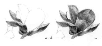 玉蘭花素描逐個(gè)細(xì)化畫法步驟09