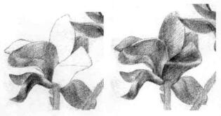 玉蘭花素描逐個(gè)細(xì)化畫法步驟10