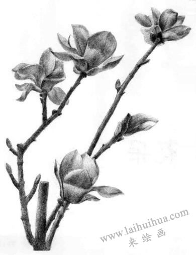 玉蘭花素描畫法