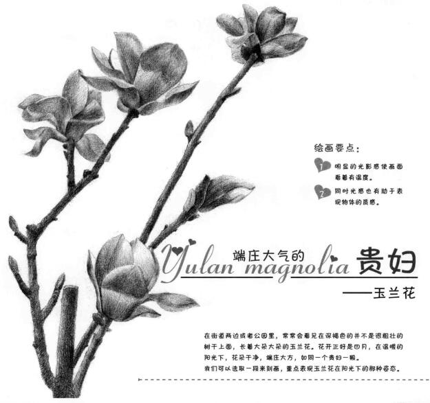 玉蘭花素描畫法
