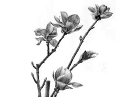 玉蘭花素描畫(huà)法