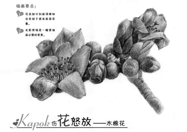 木棉花的素描畫(huà)法