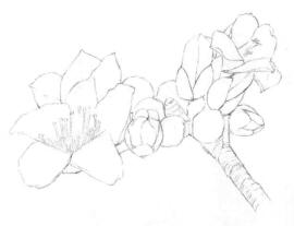 木棉花的素描畫(huà)線稿畫(huà)法步驟03
