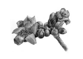木棉花的素描畫(huà)法