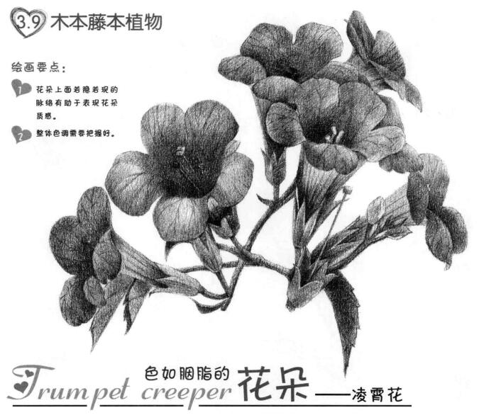 凌霄花的素描畫法