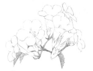 凌霄花的素描逐個(gè)細(xì)化畫法步驟01