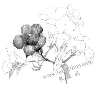 凌霄花的素描逐個(gè)細(xì)化畫法步驟04