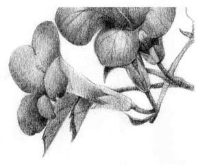 凌霄花的素描逐個(gè)細(xì)化畫法步驟08
