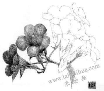 凌霄花的素描逐個(gè)細(xì)化畫法步驟08