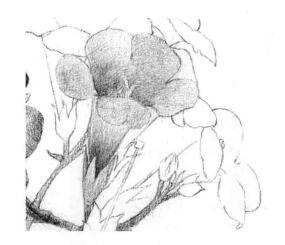 凌霄花的素描逐個(gè)細(xì)化畫法步驟09