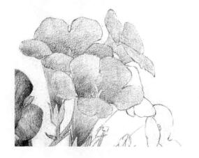 凌霄花的素描逐個(gè)細(xì)化畫法步驟10
