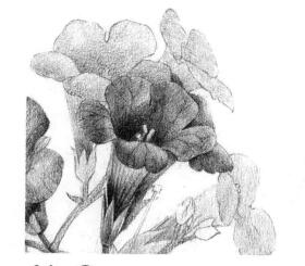 凌霄花的素描逐個(gè)細(xì)化畫法步驟13
