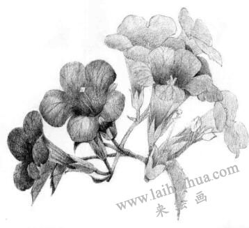 凌霄花的素描逐個(gè)細(xì)化畫法步驟12