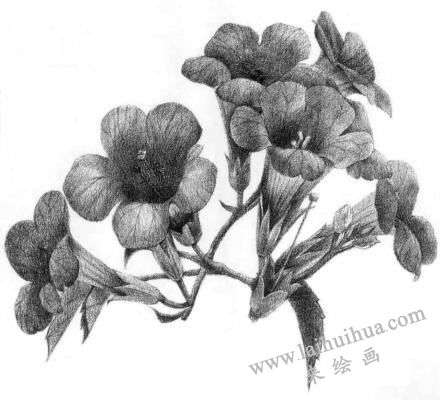 凌霄花的素描逐個(gè)細(xì)化畫法步驟15