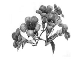凌霄花的素描畫(huà)法