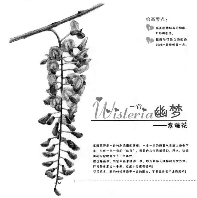 紫藤花素描畫法