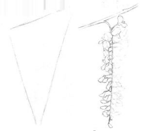 紫藤花素描畫線稿畫法步驟01