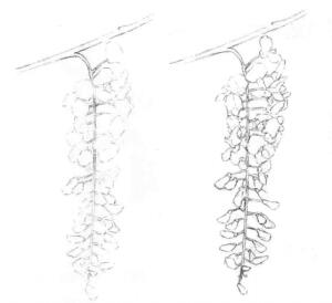 紫藤花素描畫線稿畫法步驟02